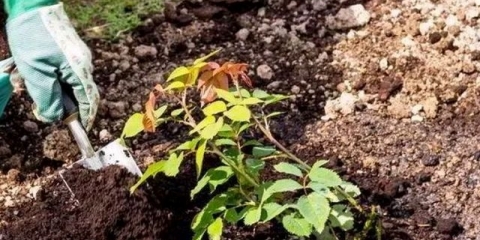 Presađivanje ruža u jesen na drugo mjesto